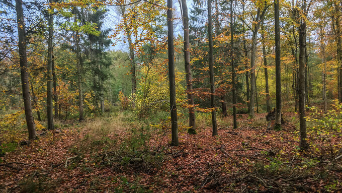 2020-11-18_PI_Wald_Siebenbaeumen.jpg