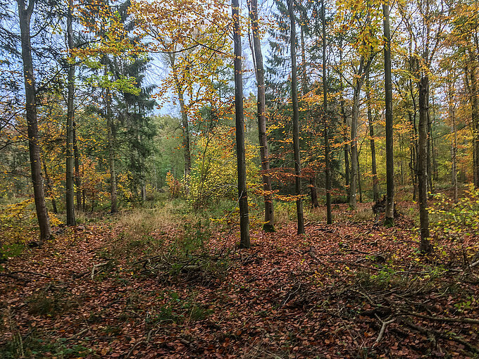2020-11-18_PI_Wald_Siebenbaeumen.jpg