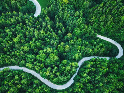 Straße, die sich durch einen Wald schlängelt; aus der Vogelperspektive