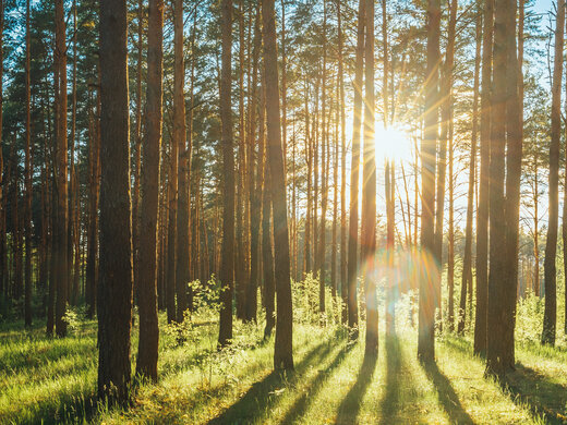 1846725619 Beautiful,Sunset,Sunrise,Sun,Sunshine,In,Sunny,Summer,Coniferous,Forest.